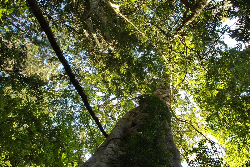 2009-11-06 22-05-16_1.jpg - Urwald...